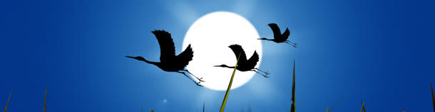 淘宝背景banner