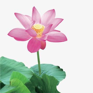 夏日粉色荷花荷叶免抠