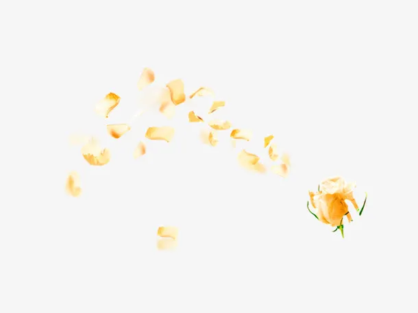 黄色清新花朵花瓣漂浮素材免抠