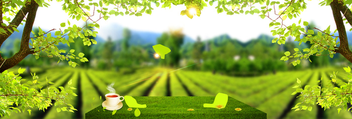 春天茶叶茶园景色梦幻绿banner高清