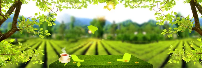 春天茶叶茶园景色梦幻绿banner高清