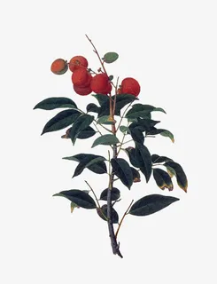 荔枝树分支免抠