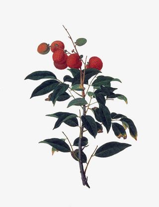 荔枝树分支免抠