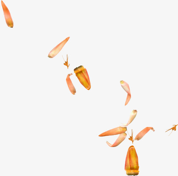 黄色花瓣免抠
