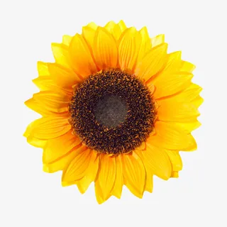 黄色有观赏性盛开的葵类一朵大花免抠