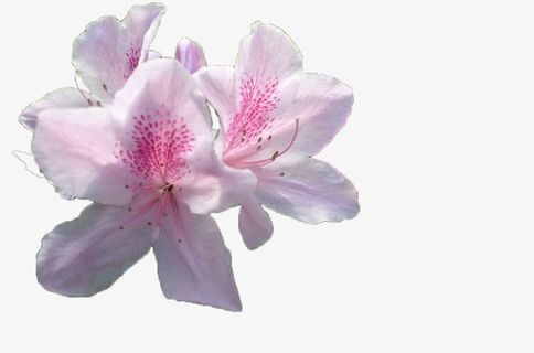 浅粉色三朵杜鹃花瓣免抠