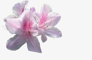 浅粉色三朵杜鹃花瓣免抠