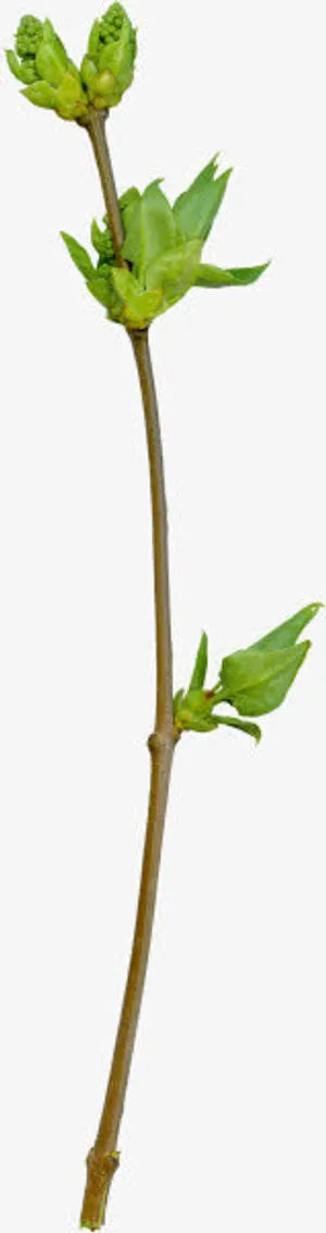 花瓣 绿叶 PNG免抠图素材免抠