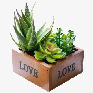 多肉植物和芦荟植物免抠