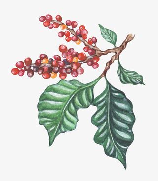 文艺清新花草海报设计装饰免抠