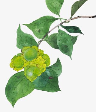 手绘柿树图片免抠