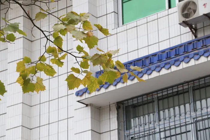 教学楼旁的树枝高清