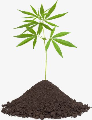 土堆和大麻免抠