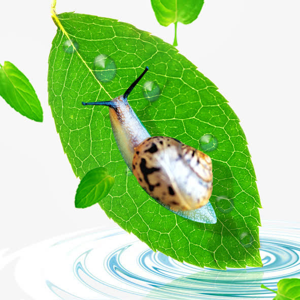 蜗牛免抠
