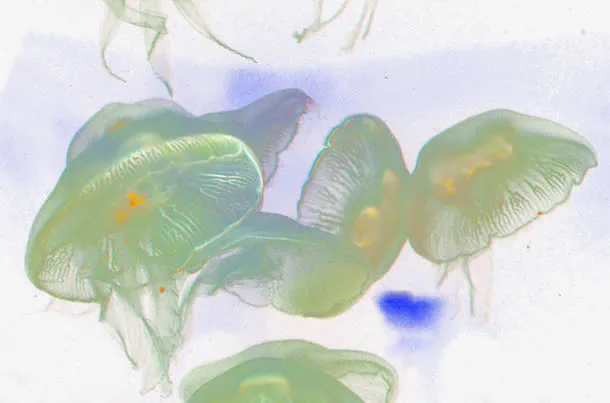 梦幻水母免抠