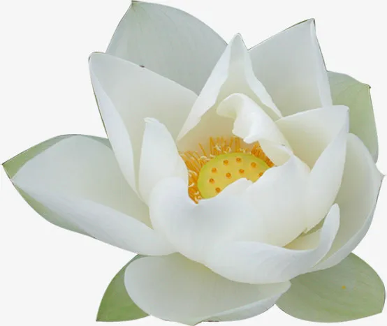 含苞待放白色睡莲免抠