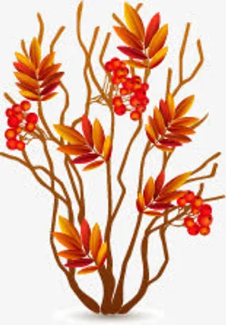 感恩节果实免抠