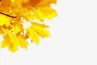 金秋枫叶免抠
