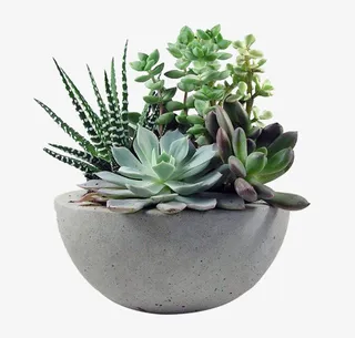 盆栽装饰多肉免抠