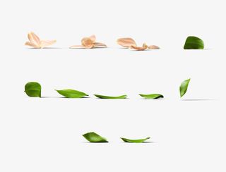 手绘各种绿叶花朵免抠