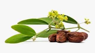 霍霍巴油草本植物素材免抠