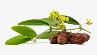 霍霍巴油草本植物素材免抠