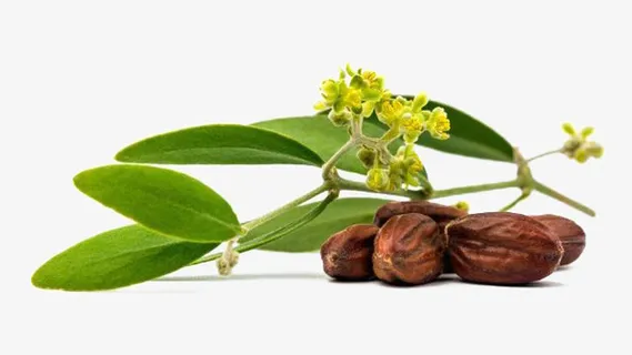 霍霍巴油草本植物素材免抠 霍霍巴油草本植物素材免抠