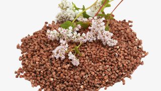 苦荞麦堆上面的花朵免抠