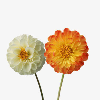 花朵免抠
