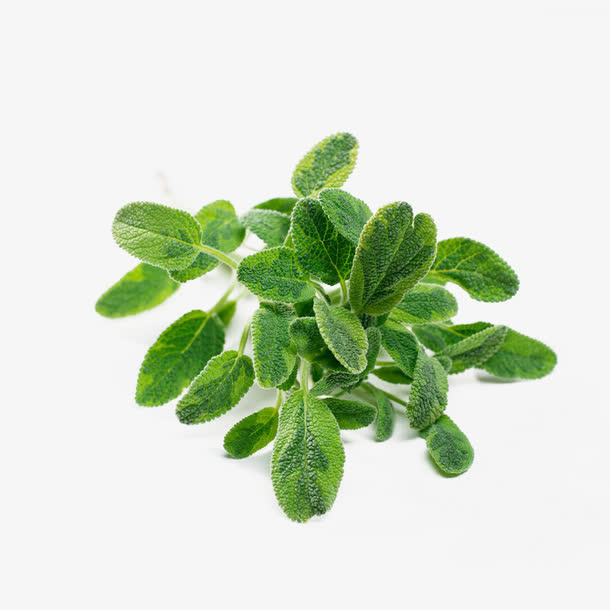 鼠尾草免费下载免抠