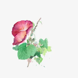 水彩牵牛花藤免抠
