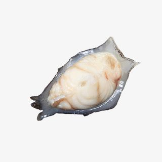 深海海参斑免抠