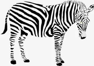 斑马插画素材免抠免抠