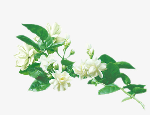 盛开的茉莉花免抠