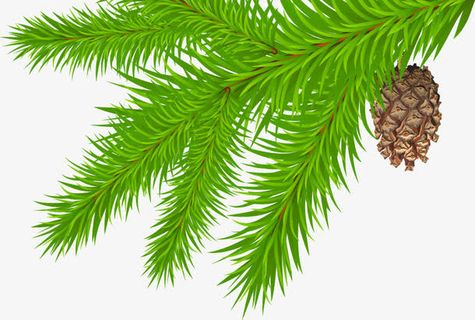 松树叶子松果图案免抠