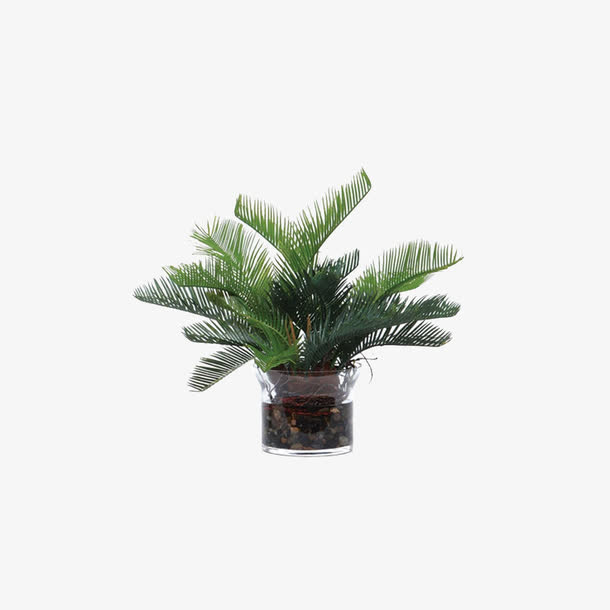 多肉植物免抠