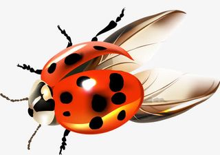 卡通手绘昆虫免抠