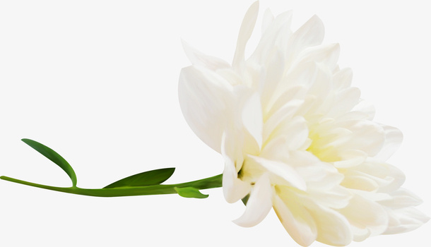 花卉图案花卉背景素材