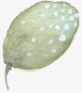 水彩手绘绿色荷叶免抠