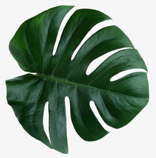 绿色龟背竹免抠