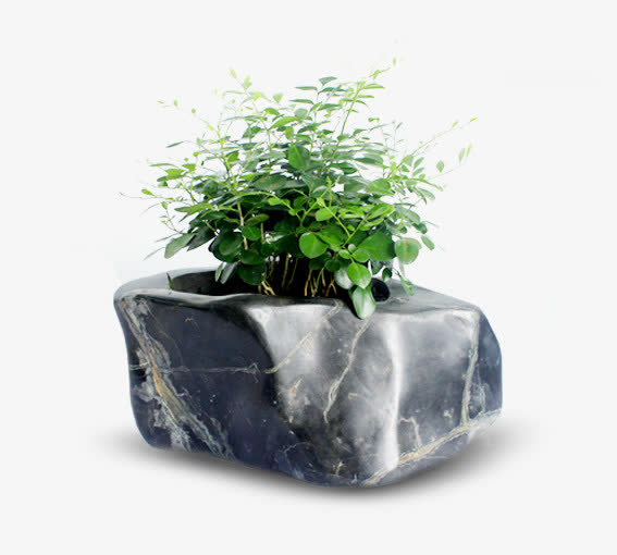 植物石头盆栽免抠