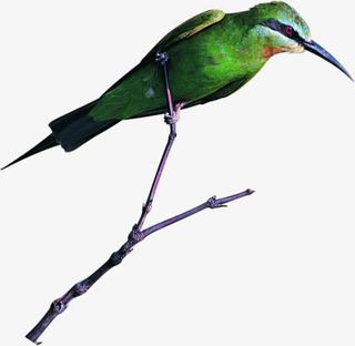 海报夏日活动鸟元素免抠