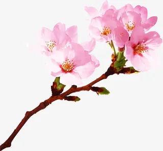 花枝粉色桃花图片免抠