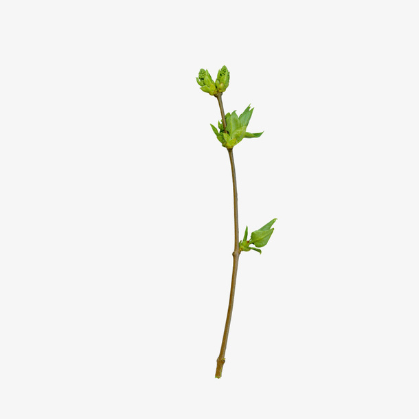 绿色树枝免抠
