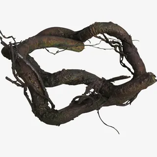 粗壮的树根免抠