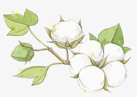 农作物棉花树叶枝子免抠 农作物棉花树叶枝子免抠