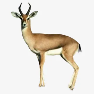 羚羊棕色素材长角免抠