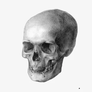 人头骨黑白素描作品免抠