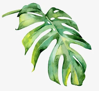 卡通绿叶装饰手绘文艺小清新免抠