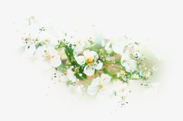 白色鲜花免抠